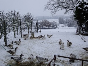 Canard en Hiver