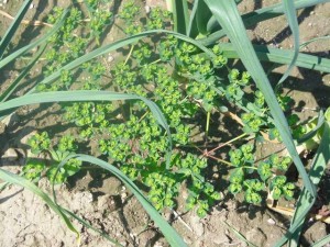 Euphorbe réveil matin dans champs d'ail