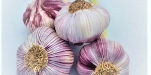 Ail rose précoce
